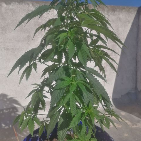 Runtz Gum growlog timeline photo
