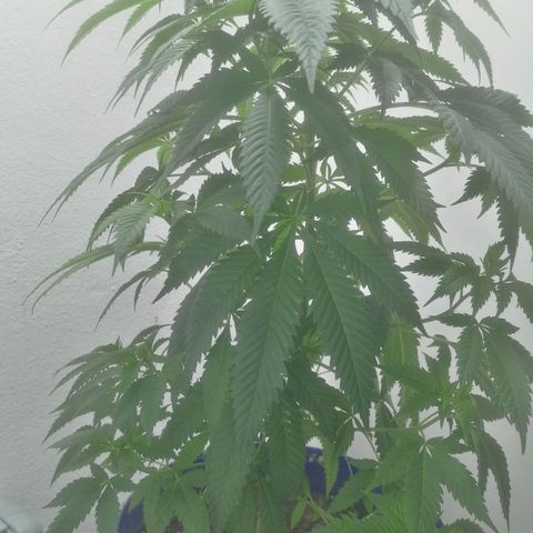 Runtz Gum growlog timeline photo