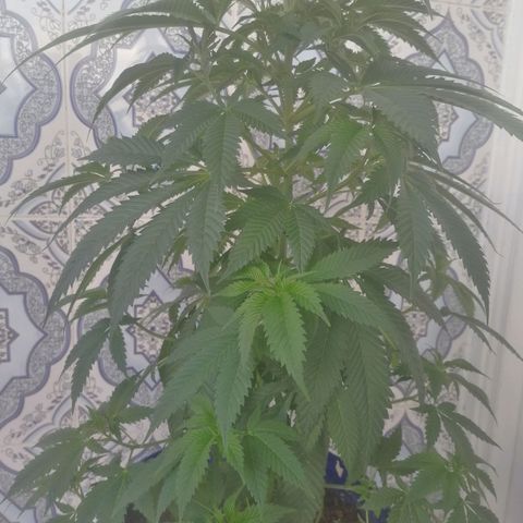 Runtz Gum growlog timeline photo
