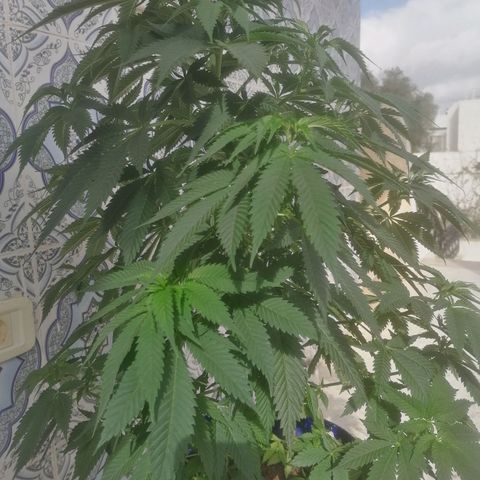 Runtz Gum growlog timeline photo