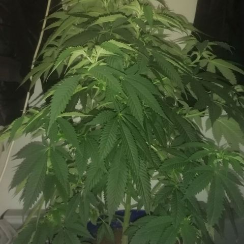 Runtz Gum growlog timeline photo