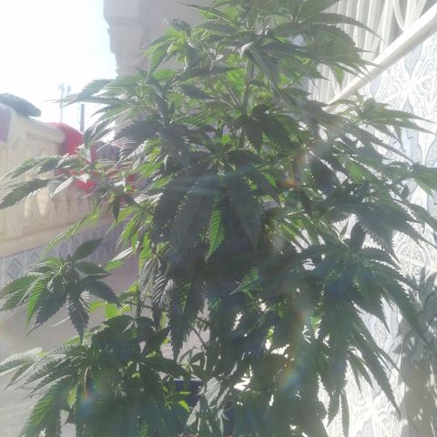 Runtz Gum growlog timeline photo