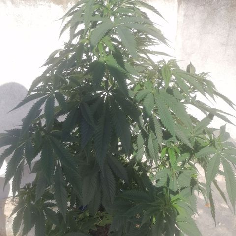 Runtz Gum growlog timeline photo