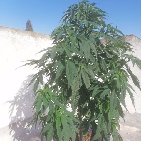 Runtz Gum growlog timeline photo