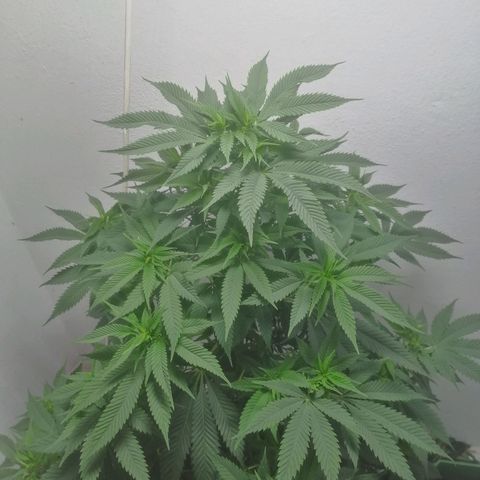 Runtz Gum growlog timeline photo