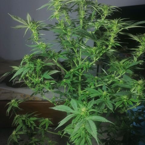 Runtz Gum growlog timeline photo