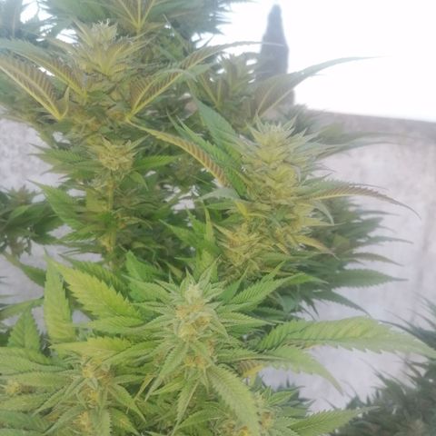 Runtz Gum growlog timeline photo