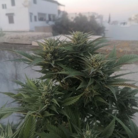 Runtz Gum growlog timeline photo