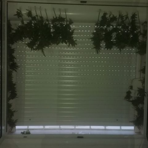 Runtz Gum growlog timeline photo