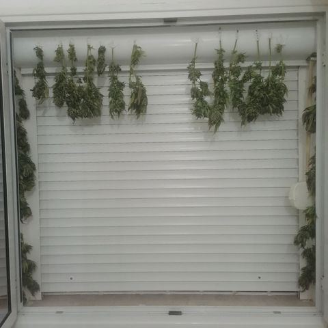 Runtz Gum growlog timeline photo