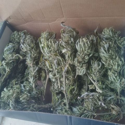 Runtz Gum growlog timeline photo