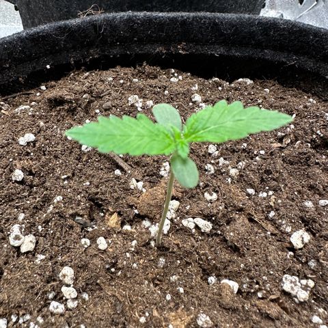 Candy Kush growlog timeline photo