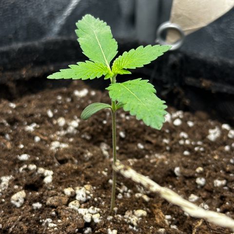 Candy Kush growlog timeline photo