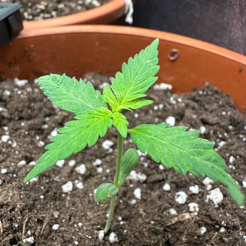 Hindu Kush growlog timeline photo