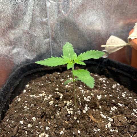 Candy Kush growlog timeline photo
