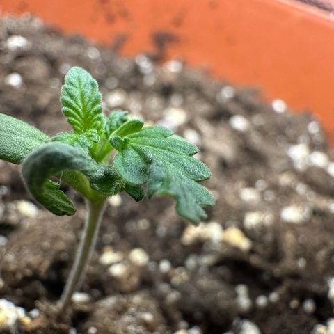 Special Queen #1 growlog timeline photo