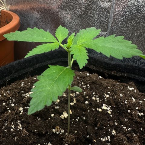 Candy Kush growlog timeline photo