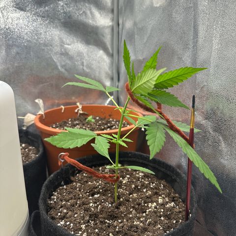 Candy Kush growlog timeline photo