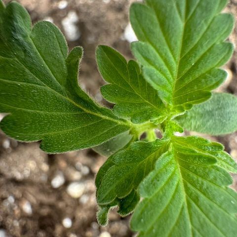 Candy Kush growlog timeline photo