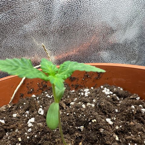 Candy Kush growlog timeline photo