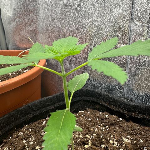 Candy Kush growlog timeline photo