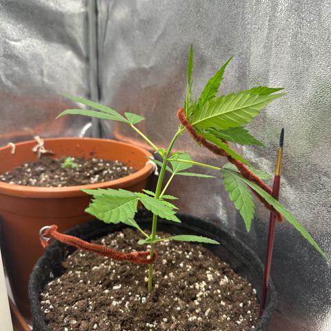 Candy Kush growlog timeline photo