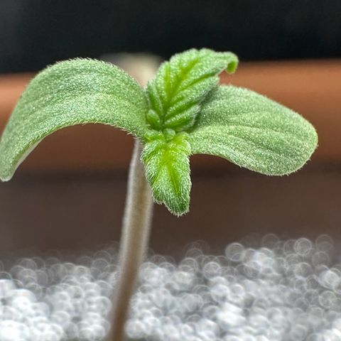 Candy Kush growlog timeline photo