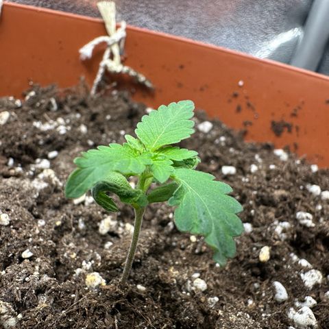 Candy Kush growlog timeline photo