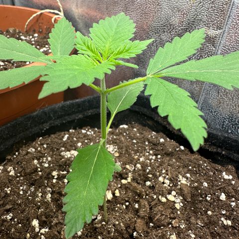 Candy Kush growlog timeline photo