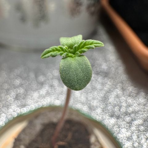 Candy Kush growlog timeline photo