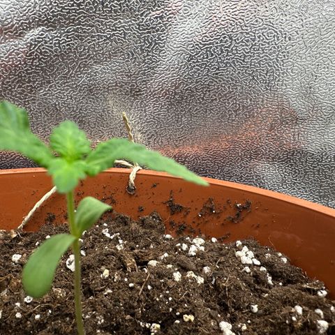 Candy Kush growlog timeline photo