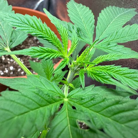 Candy Kush growlog timeline photo
