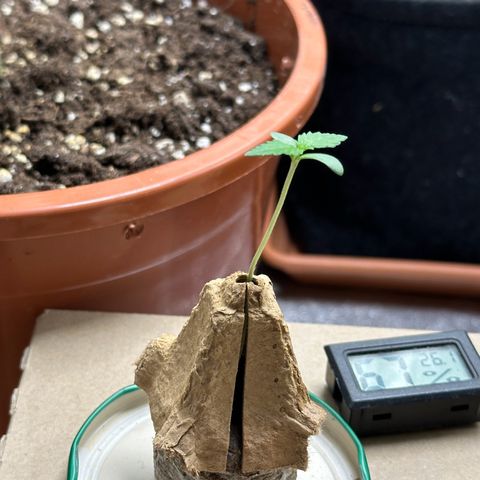 Candy Kush growlog timeline photo