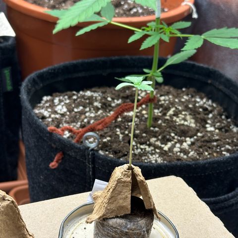Candy Kush growlog timeline photo
