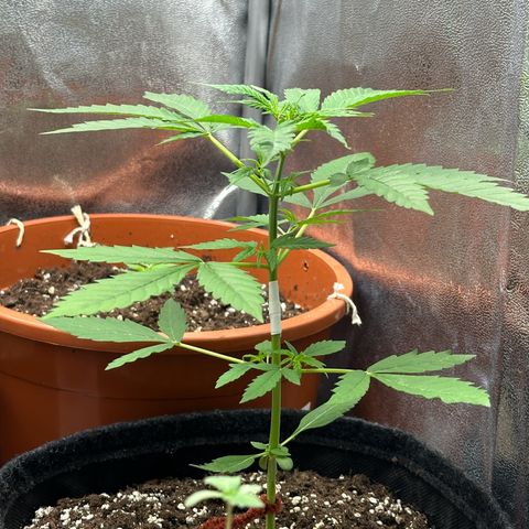 Candy Kush growlog timeline photo