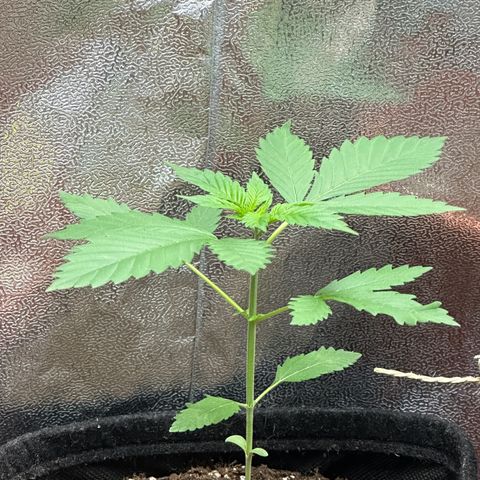 Candy Kush growlog timeline photo
