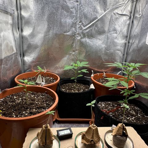 Candy Kush growlog timeline photo