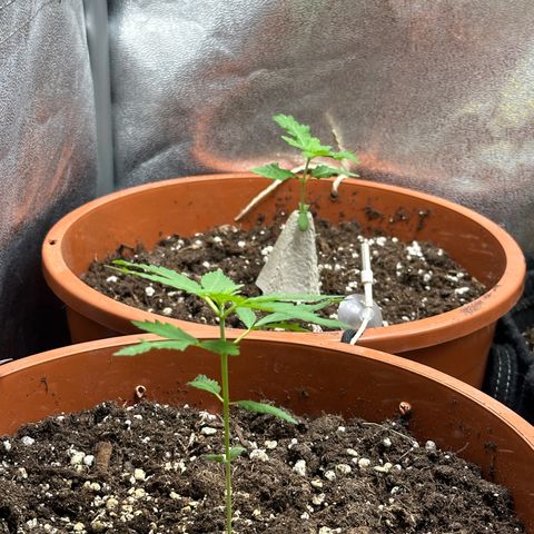 Candy Kush growlog timeline photo