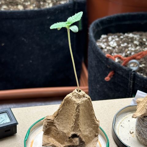 Candy Kush growlog timeline photo