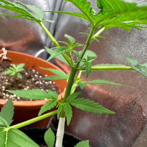Candy Kush growlog timeline photo