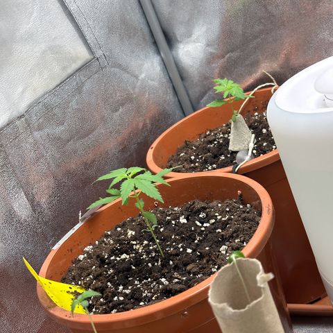 Candy Kush growlog timeline photo