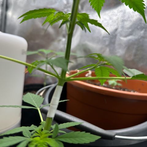 Candy Kush growlog timeline photo
