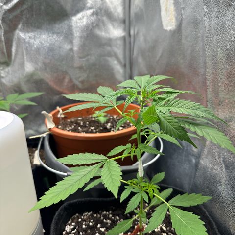 Candy Kush growlog timeline photo