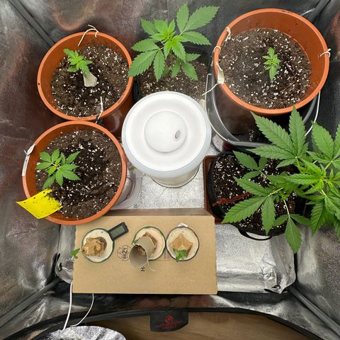 Candy Kush growlog timeline photo