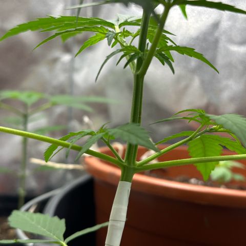 Candy Kush growlog timeline photo