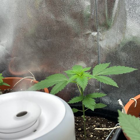 Candy Kush growlog timeline photo