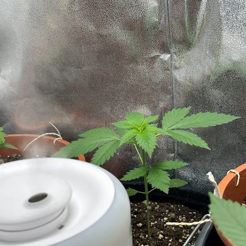 Candy Kush growlog timeline photo