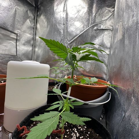Candy Kush growlog timeline photo