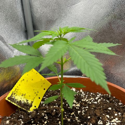 Candy Kush growlog timeline photo