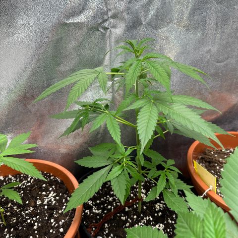 Candy Kush growlog timeline photo